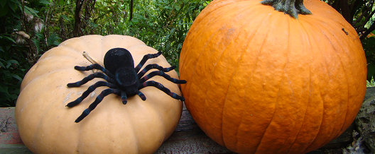 2015 Wagener Park Halloween Festivities